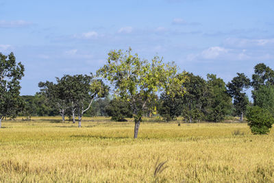 Trees on field against sky