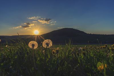 Scenic view of field against sky during sunset