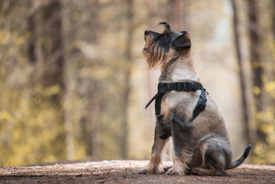 Dog looking away while sitting outdoors