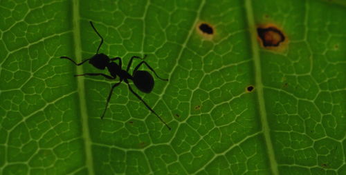 Close-up of insect on leaf