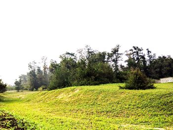 Scenic view of field against clear sky