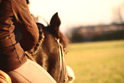 Close-up of horse against sky