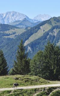 Scenic view of mountain range with cow in foreground