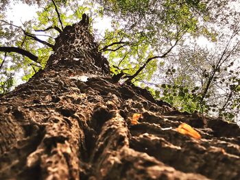 Low angle view of tree trunk