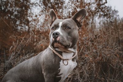 Dog looking away in forest