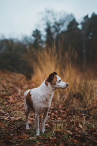 View of dog looking away on field