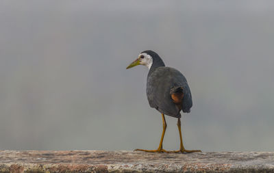 Close-up of seagull perching on wall