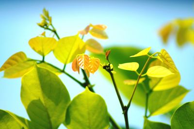 Low angle view of yellow flowers against blue sky