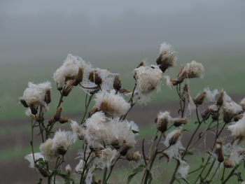 Close-up of white flowering plants during winter