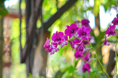 Close-up of pink flowers