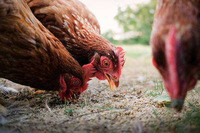 Close-up of chicken