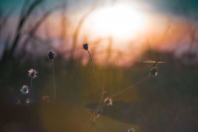 Close-up of wilted plant against sky during sunset