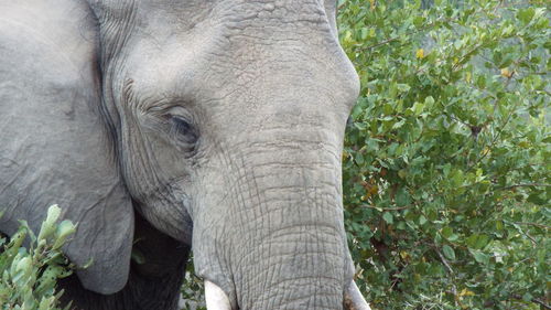 Close-up of elephant