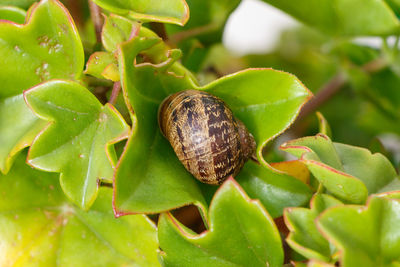 Close-up of snail on leaves