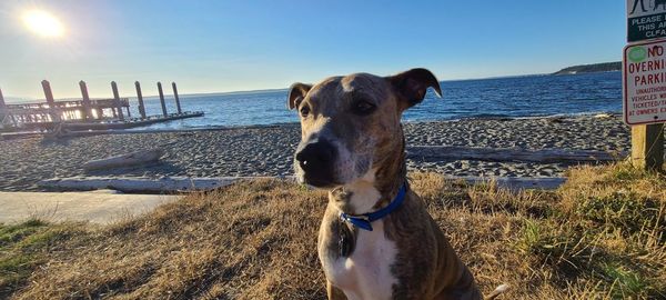 Portrait of a dog on beach