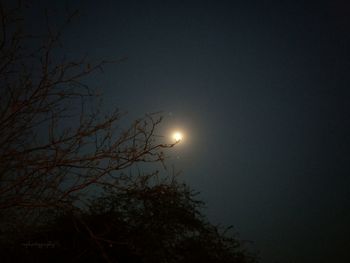 Low angle view of tree against moon at night