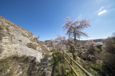 Low angle view of trees against clear blue sky