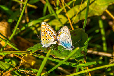 Close-up of butterfly on flower