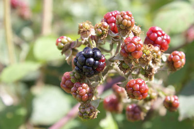 Close-up of berries growing during sunny day