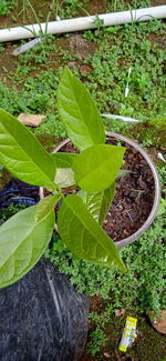 High angle view of green leaves on field