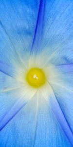 Full frame shot of yellow flower blooming outdoors