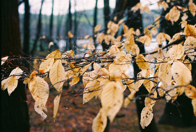 Close-up of leaves on tree trunk