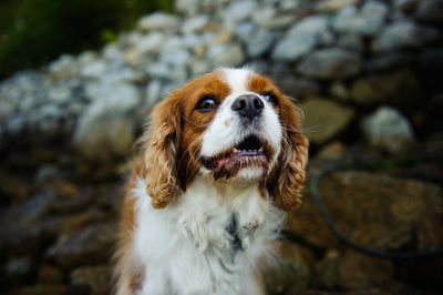 Close-up of cavalier king charles spaniel against wall