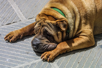 Close-up of dog outdoors