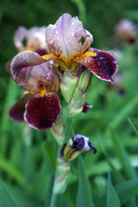 Close-up of water drops on purple flowering plant