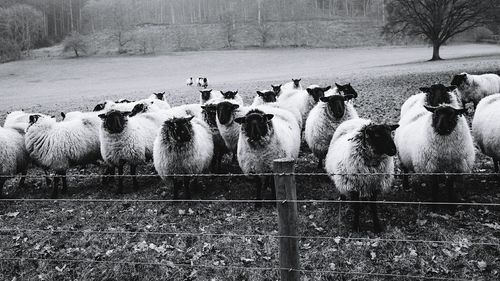 Flock of sheep on ground