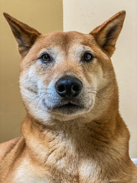 Close-up portrait of a dog