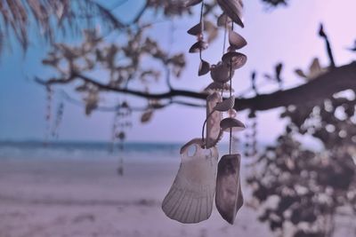 Close-up of hanging tree against sky