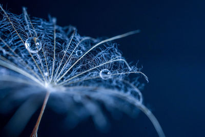 Close-up of dandelion with waterdrops