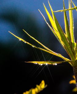 Close-up of yellow leaf against sky at night