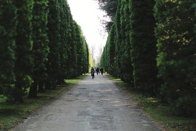 People amidst trees on footpath at park