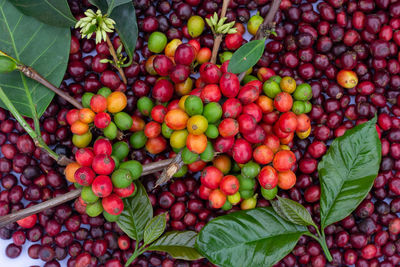 Fruits growing in basket