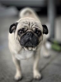 Close-up portrait of a dog