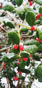 Close-up of berries on plant during winter