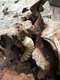 High angle view of shell on rock