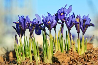 Purple flowers growing on field