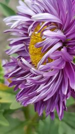 Close-up of purple flowering plant