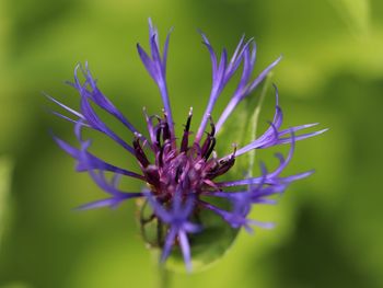 Close-up of purple flowering plant