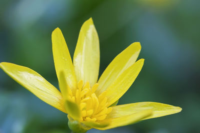 Close-up of yellow flower