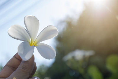 Close-up of hand holding white flowering plant