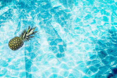 High angle view of an animal floating in swimming pool