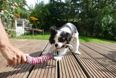 Puppy dog playing with toy and pet owner