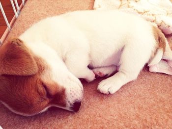 Two dogs sleeping on tiled floor