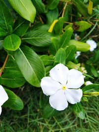 Close-up of white flowers