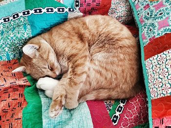 Close-up of ginger cat sleeping