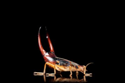 Close-up of insect against black background